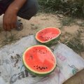夏邑西瓜产销两旺李集孟勋诚信合作