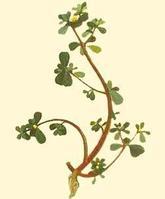 山东滨州：大量批发马齿菜