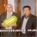 宁夏石头缝长出的西瓜7月中旬上市