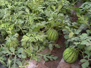 黑龙江省绥化市红旗乡红林村西瓜