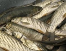 开封县供应优质鲤鱼，草鱼，鲢鱼