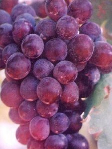 出售各种葡萄：红提、贝达、公酿、巨峰等