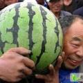河南扶沟优质西瓜黑无子花无子西瓜