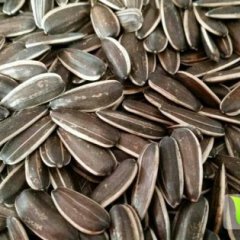 集宁葵花急于出售，颗粒饱满