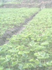 优质草莓苗供应