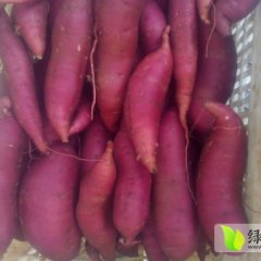 2014雄县红薯走过路过不要错过