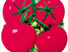 安莎迪F1-番茄种子(粒)