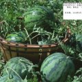 甘肃省镇原县平泉镇五子原西成熟