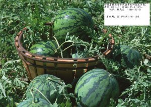 甘肃省镇原县平泉镇五子原西成熟