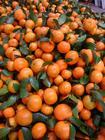 长沙红星市场专业代销砂糖橘