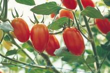 香瓜,圣女果<小西红柿>专业代销