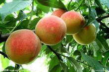 湖南长沙红星市场专业桃子代销