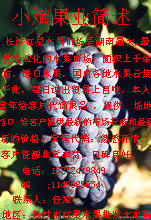 湖南长沙红星市场专业葡萄代销