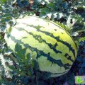甘肃庆阳西瓜8斤起0.25-0.4元