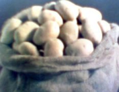 黑龙江马铃薯，早大白，303，荷兰薯，中薯等