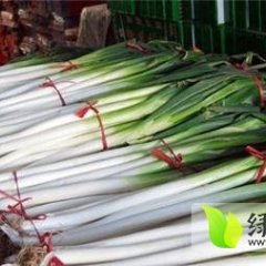 章丘大葱产销两旺,宁家逯传财诚信合作