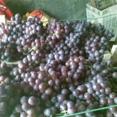 本地大量种植巨峰葡萄