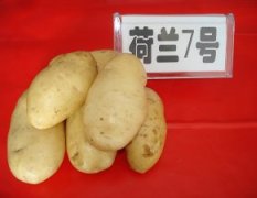 山东滕州供应优质马铃薯