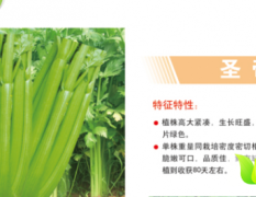 海淀西四俞培厅1月文图拉类型芹菜种子