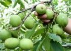 供应大量核桃苗 苹果苗 山楂树 梨树苗