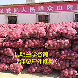 云南建水优质红白皮洋葱农户价3两直径7cm代收