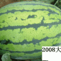 内蒙古通辽西瓜：出售花皮长瓜 2008