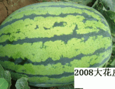 内蒙古通辽西瓜：出售花皮长瓜 2008