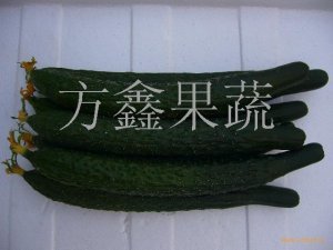 供应黄瓜