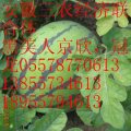 安徽省砀山县三农经