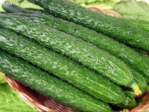 山东聊城莘县的黄瓜价格：9月20日1元-1.4元/斤