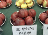 山西万荣县出售曙光油桃，中油四号、五号