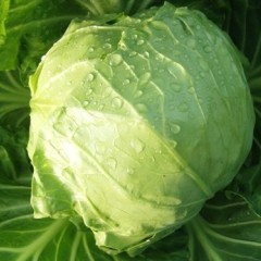 黑龙江绥化甘蓝，大头菜价格0.15