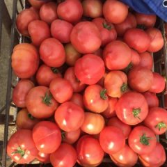 黑山大量西红柿四家子陶然诚信合作
