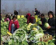 辽宁省锦州凌海市万亩黄心白菜给钱就卖了