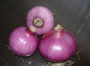 大量出售 洋葱 500吨