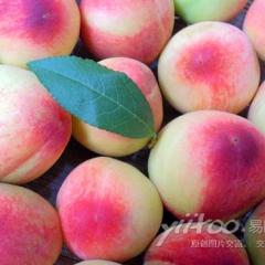降价销售： 山西运城优质毛桃