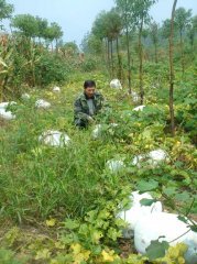 广东韶关翁源白皮冬瓜