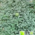 2015济阳西瓜走过路过不要错过