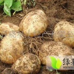 2015昌黎土豆俏销大江南北