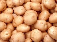 出售脱毒克新一号二代土豆种子