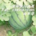代办 秋季山东昌乐大棚西瓜