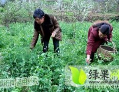 靖远大芦乡豌豆角面积最大、产量高