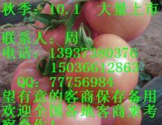 河南省新乡市延津县粉红西红柿便宜了