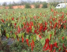 厂家批发高产抗病优质进口杂交金塔椒种子