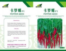 厂家直销高抗病优质高产进口线椒种子“卡罗娜”