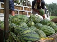 忻州定襄县贺文庭供应陆地香瓜和沙地西瓜