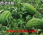忻州定襄县贺文庭供应露地香瓜和沙地西瓜