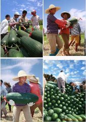 2010年黑皮冬瓜火爆定购