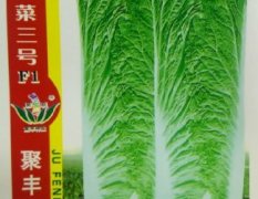 鼎优农业白菜种子--优选晋菜三号F1火热销售中