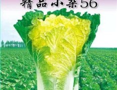鼎优农业精品小杂56白菜种子火热上市